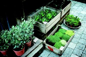 plants nursery for gardening