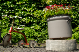 best out door plant online